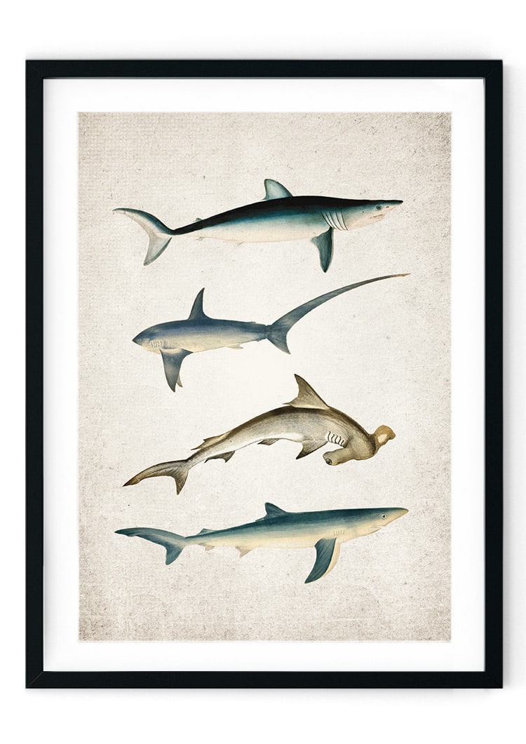 Shark Giclee Print