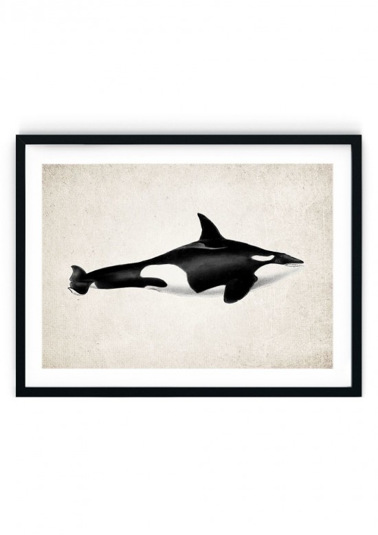 Killer Whale Orca #2 Giclee Print