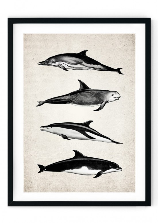 Dolphin Group Giclee Print