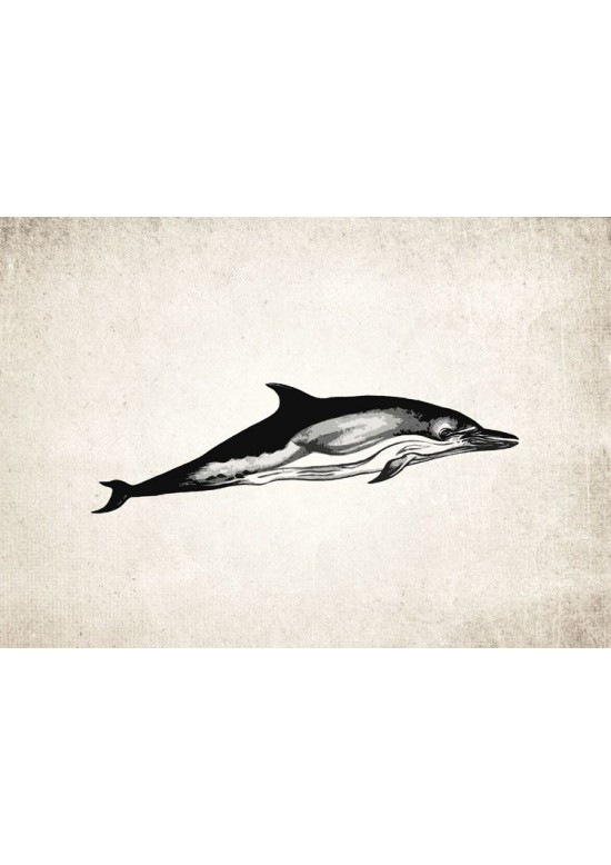 Dolphin #1 Giclee Print