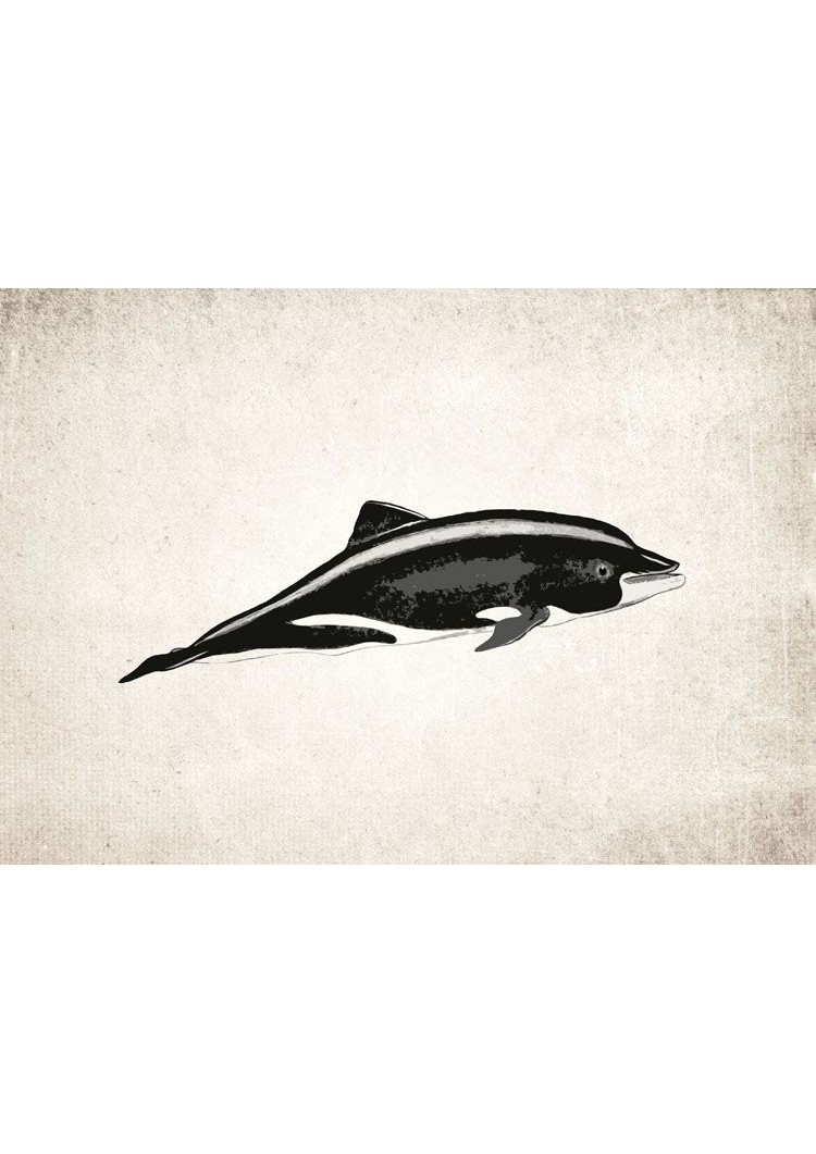 Dolphin #3 Giclee Print