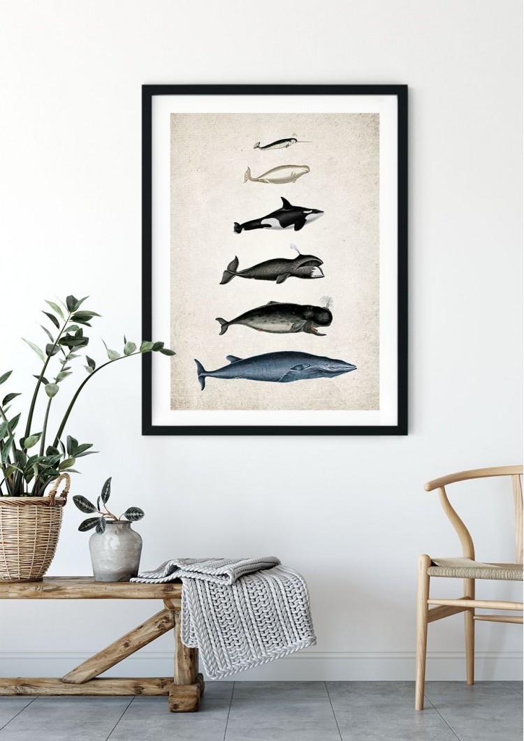 Whale Size Chart Giclee Print