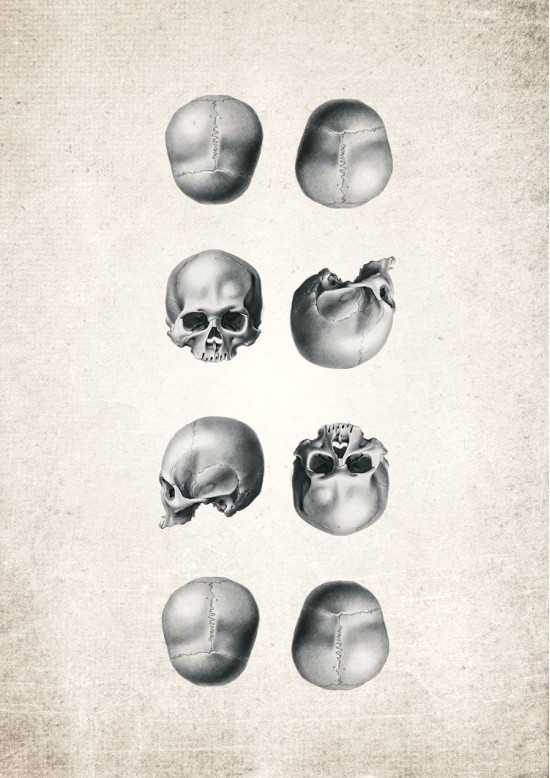 Human Skull Giclee Print