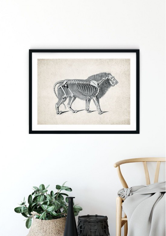 Lion Anatomy Giclee Print