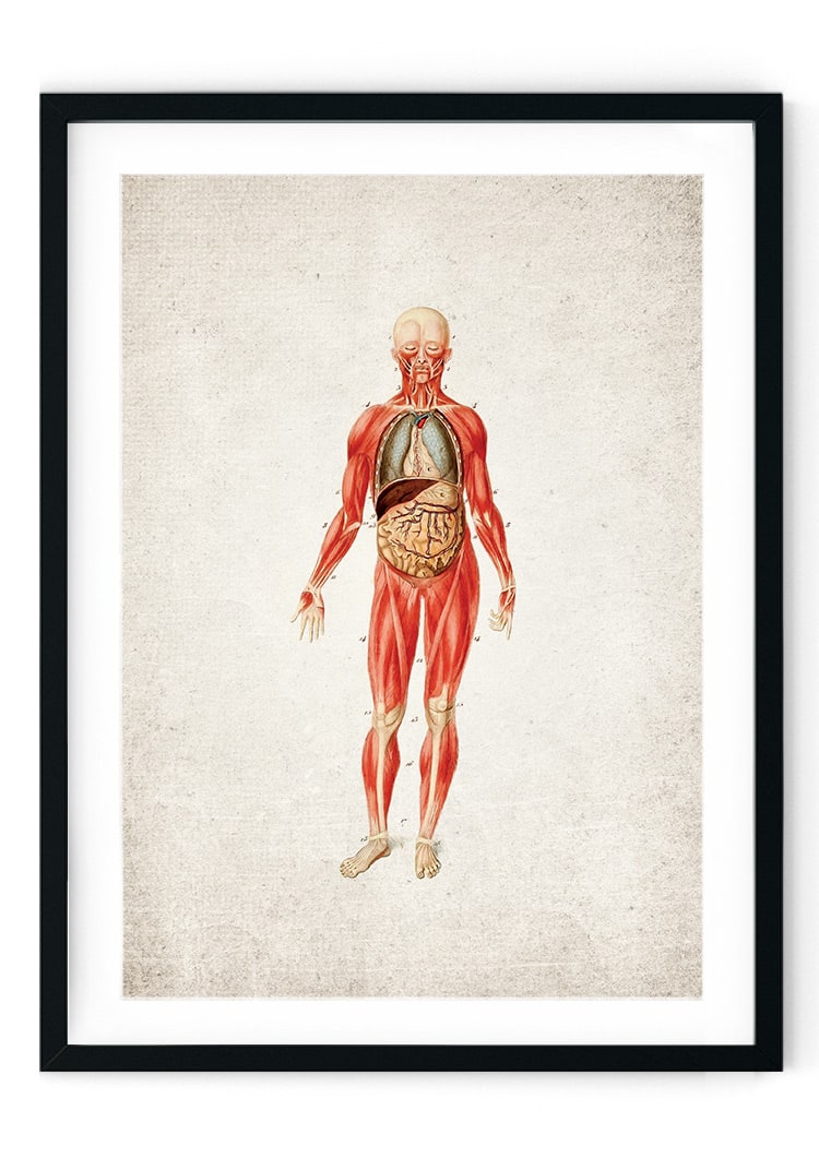Human Anatomy Giclee Print
