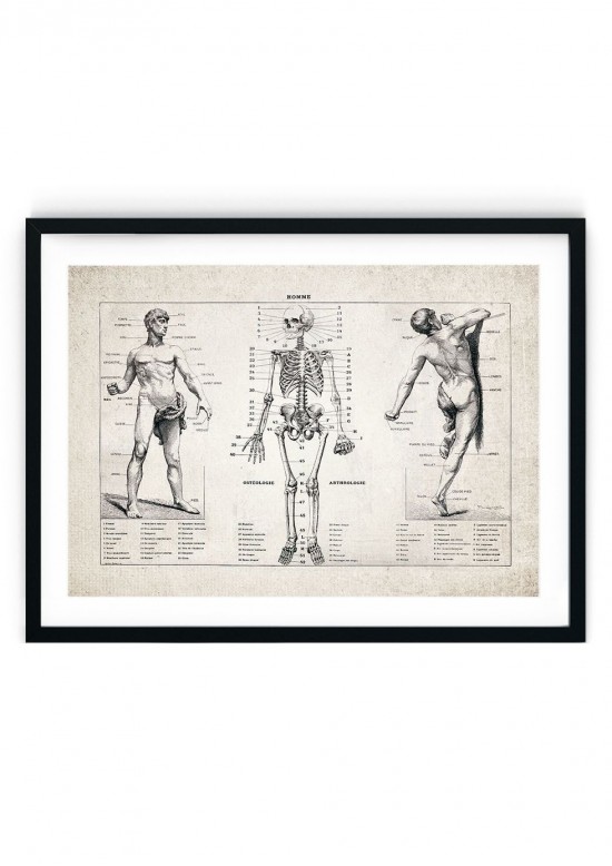 Human Skeleton Anatomy Giclee Print