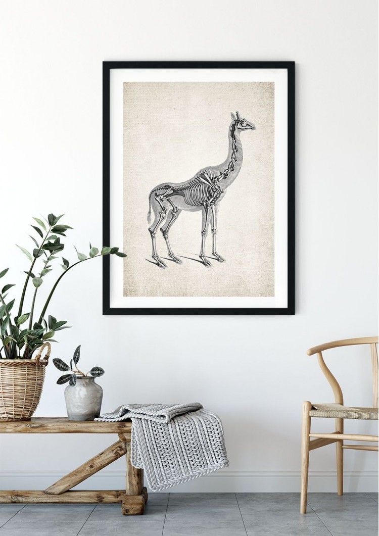 Giraffe Anatomy Giclee Print