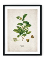 Tea Planet Kitchen Giclee Print