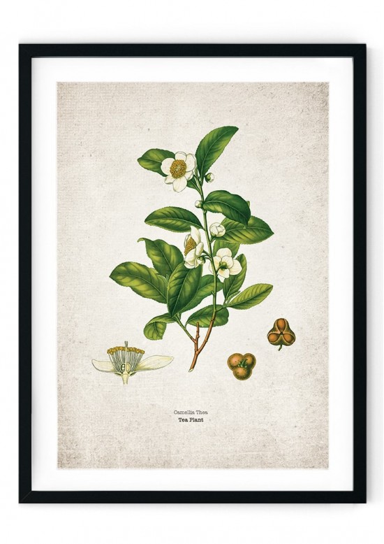Tea Planet Kitchen Giclee Print Tea Planet Kitchen Giclee Print