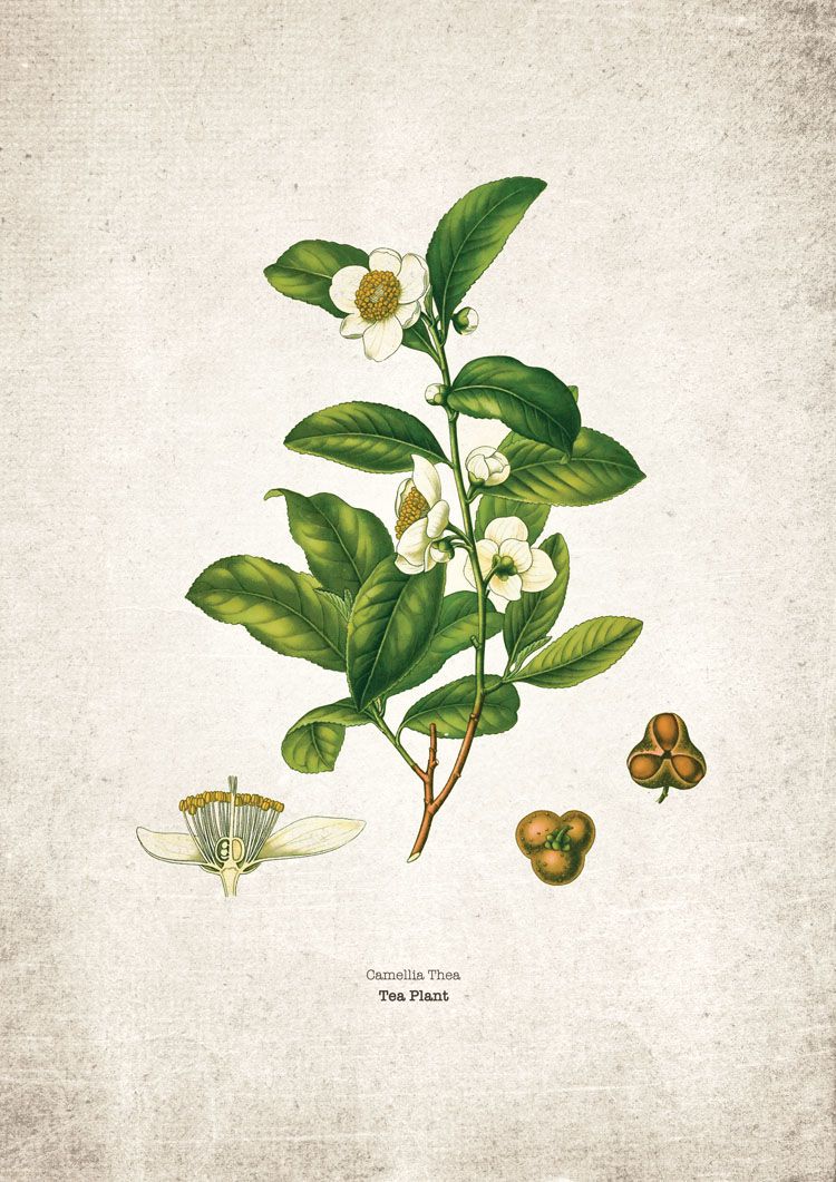 Tea Planet Kitchen Giclee Print Tea Planet Kitchen Giclee Print