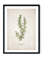 Rosemary Kitchen Herb Giclee Print