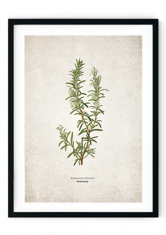 Rosemary Kitchen Herb Giclee Print