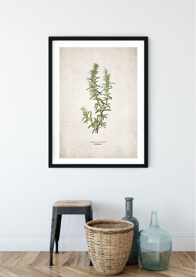 Rosemary Kitchen Herb Giclee Print Rosemary Kitchen Herb Giclee Print