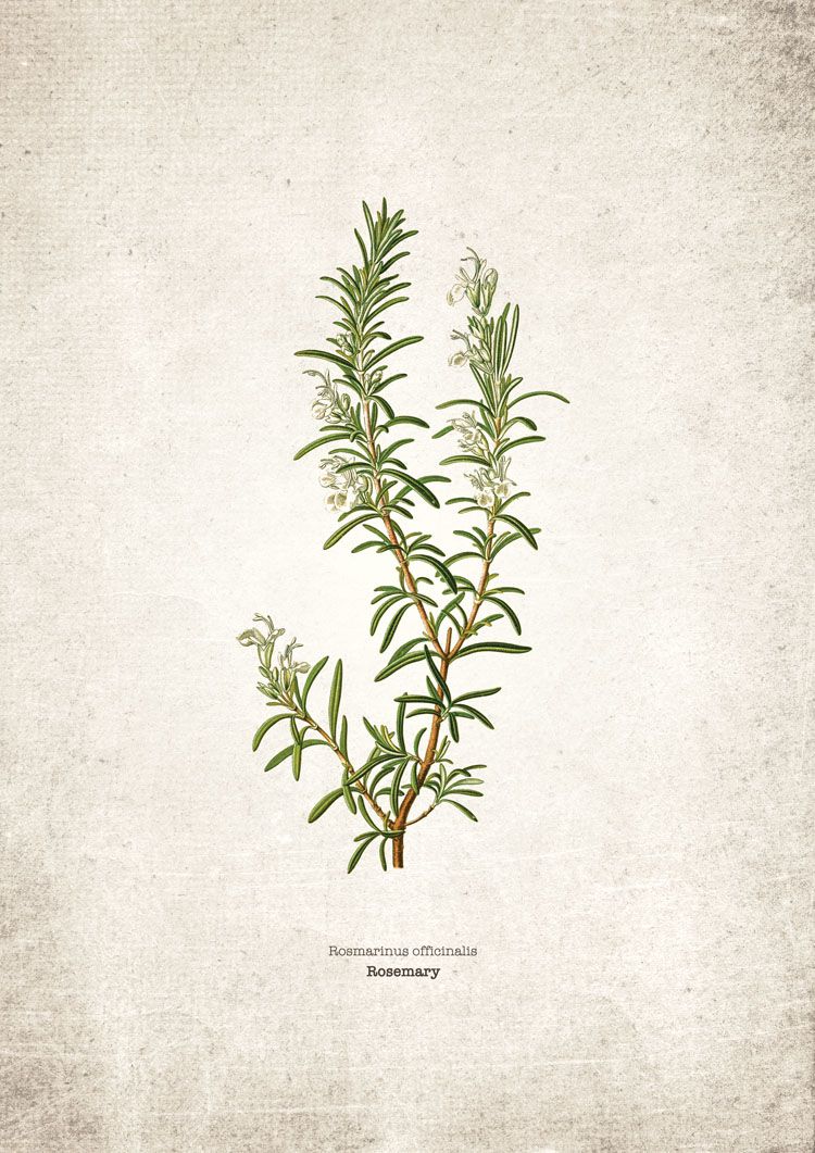 Rosemary Kitchen Herb Giclee Print Rosemary Kitchen Herb Giclee Print