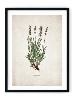 Lavender Kitchen Herb Giclee Print