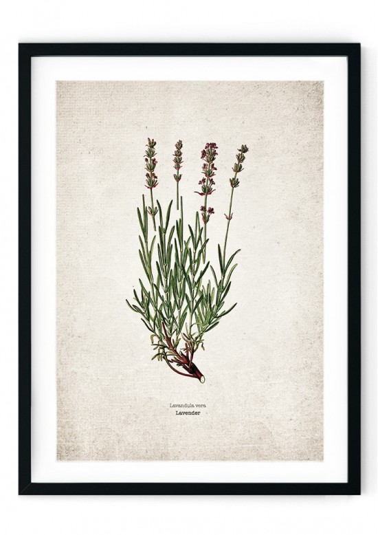 Lavender Kitchen Herb Giclee Print