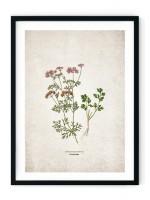 Coriander Kitchen Herb Giclee Print
