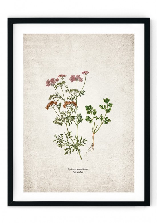 Coriander Kitchen Herb Giclee Print