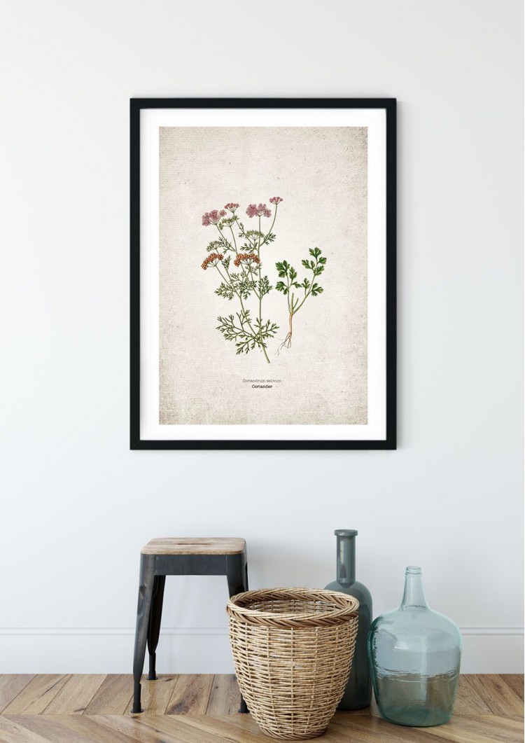 Coriander Kitchen Herb Giclee Print Coriander Kitchen Herb Giclee Print