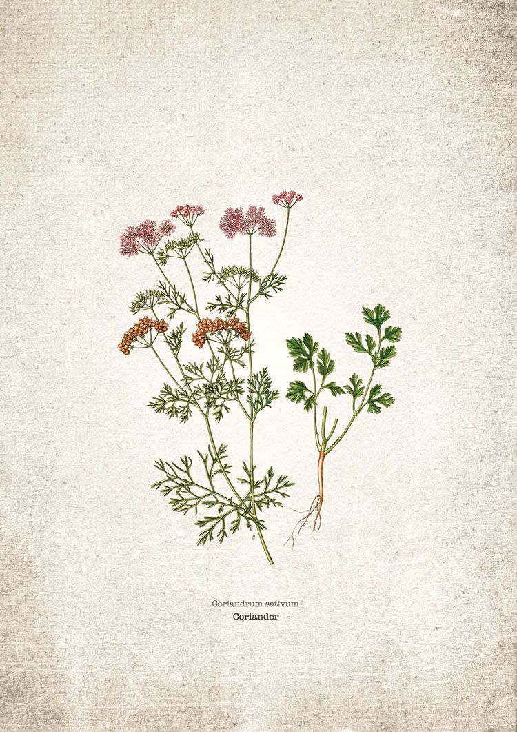 Coriander Kitchen Herb Giclee Print Coriander Kitchen Herb Giclee Print