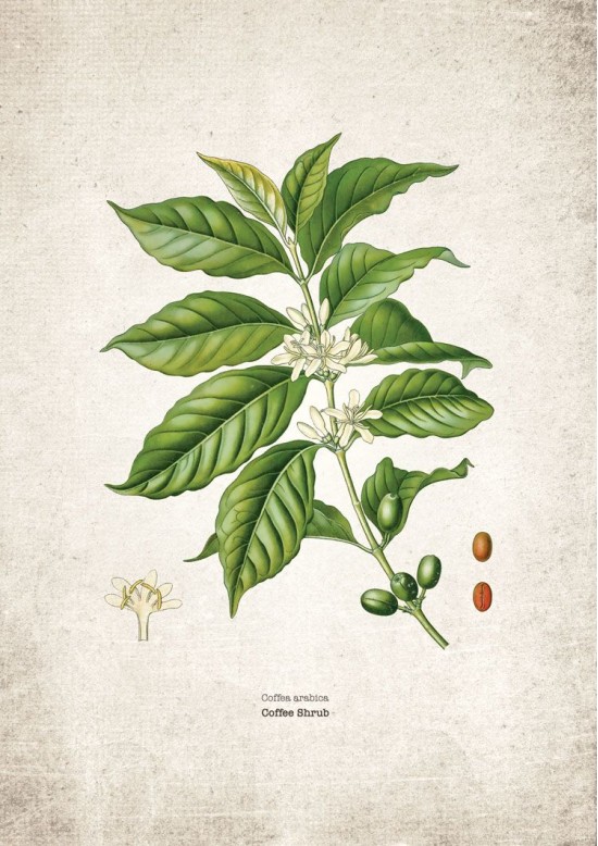 Coffee Planet Giclee Print Coffee Planet Giclee Print