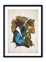 Papilio Ulysses Giclee Print