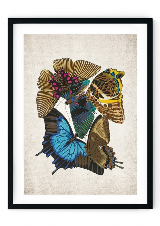 Papilio Ulysses Giclee Print