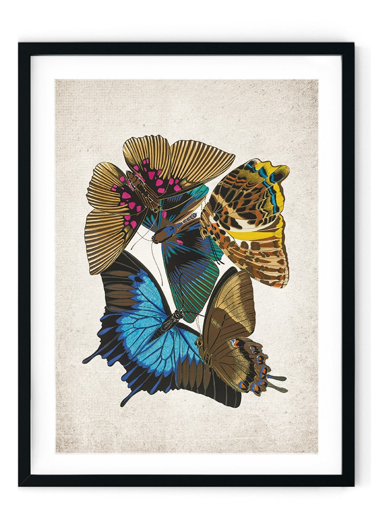 Papilio Ulysses Giclee Print