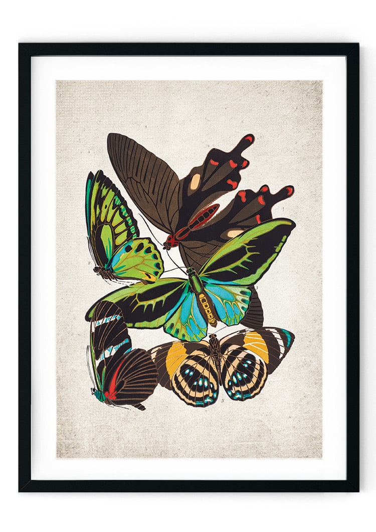 Cape York Birdwing Butterfly Giclee Print