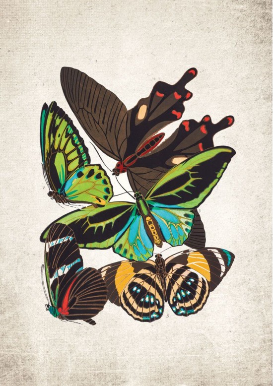Cape York Birdwing Butterfly Giclee Print