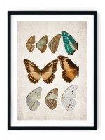 Morpho Helenor Butterfly Giclee Print