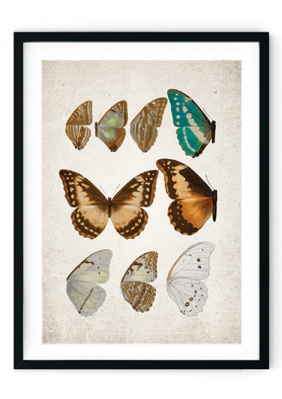 Morpho Helenor Butterfly Giclee Print
