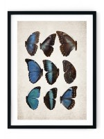Morpho Butterfly Giclee Print