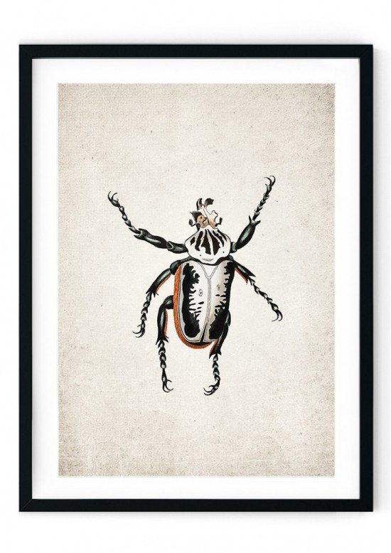 Goliath Beetle Giclee Print